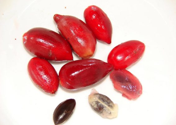 Synsepalum dulcificum