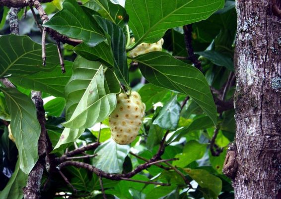 NONI