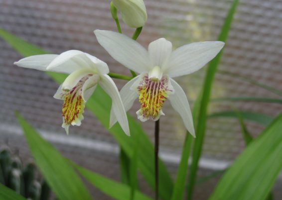 orchidées