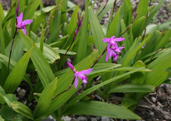 orchidées