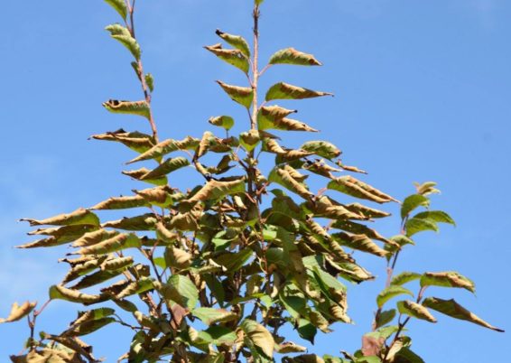 Sécheresse, arbres et arbustes