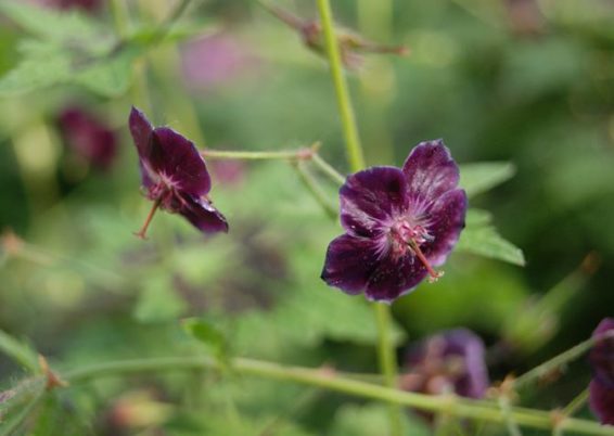 Geranium phaeum