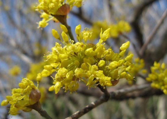 jasmin d’hiver-Jasminum nudiflorum