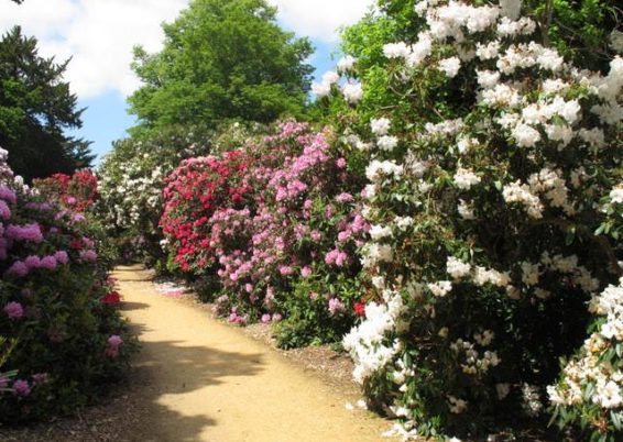 rhododendrons