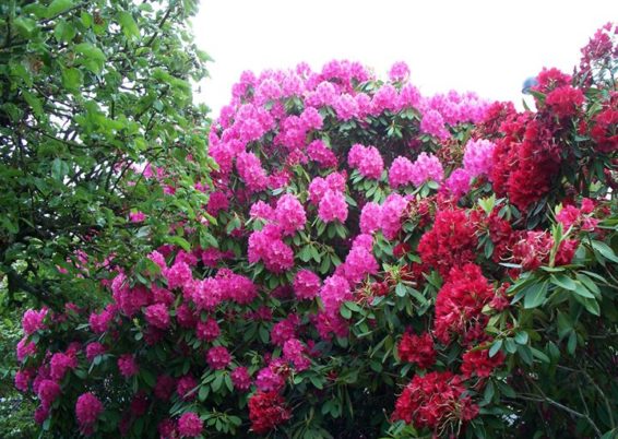 rhododendrons