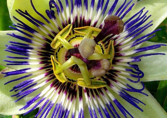 fleur de la Passion - Passiflora caerulea