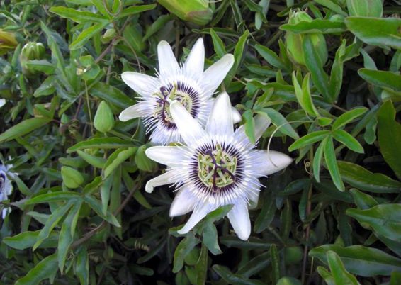 fleur de la Passion - Passiflora caerulea