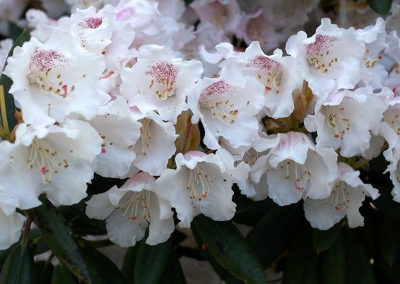 rhododendrons