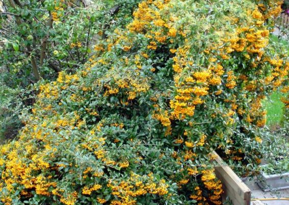 Pyracantha