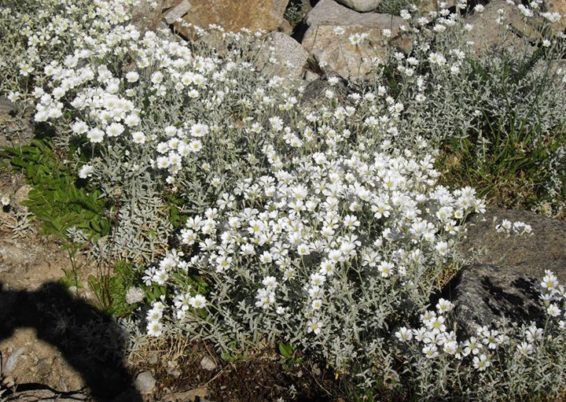 Cerastium tomentosum « Yo Yo »