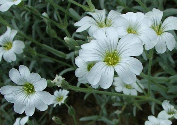 Cerastium tomentosum « Yo Yo »