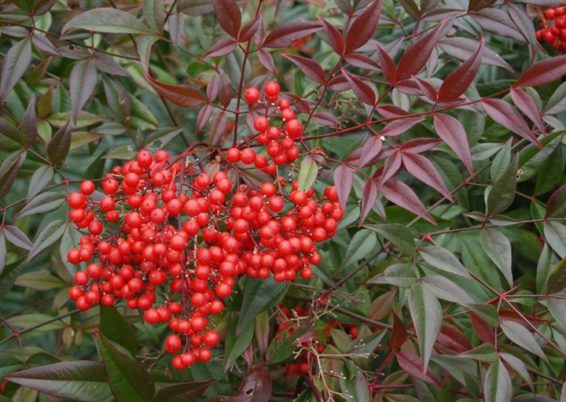 Nandina