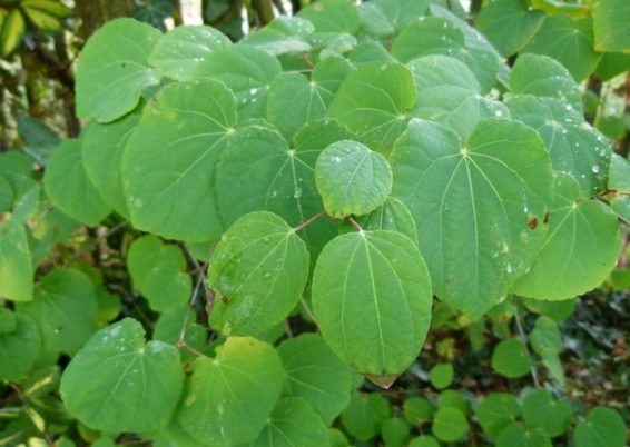 Cercidiphyllum japonicum