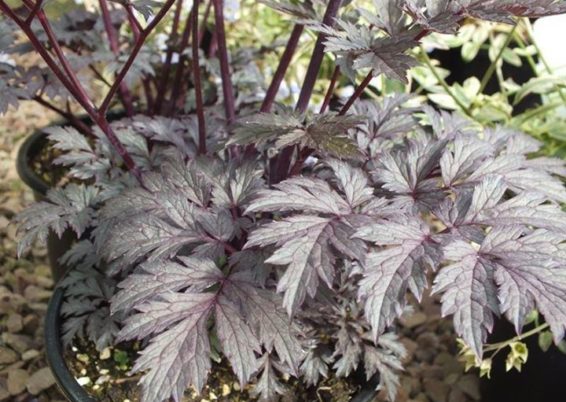 Actaea simplex