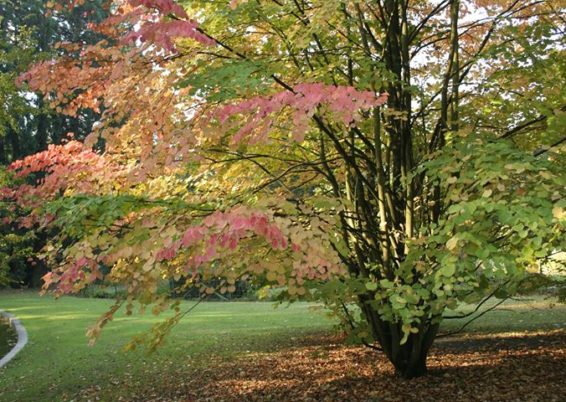 Cercidiphyllum japonicum