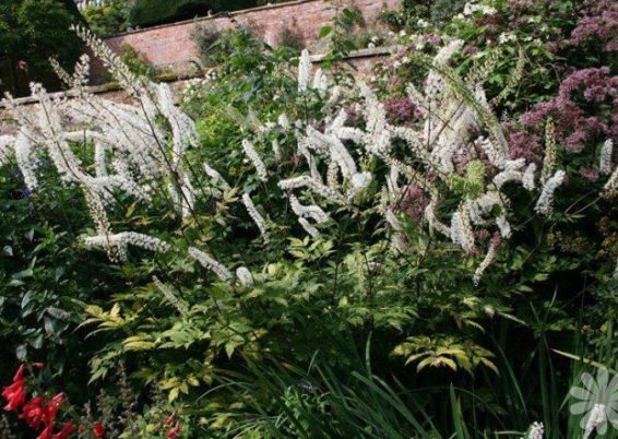 Actaea simplex