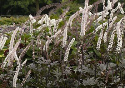 Actaea simplex