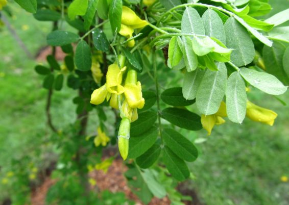 arbre aux pois ou caraganier