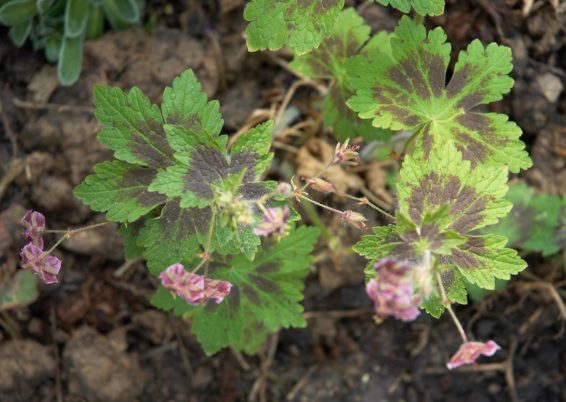 Geranium Phaeum