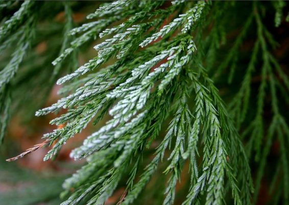 Sequoiadendron giganteum