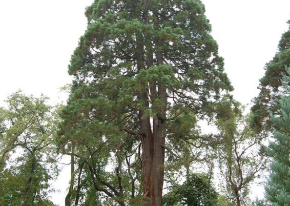 Sequoiadendron giganteum