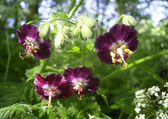 Geranium Phaeum