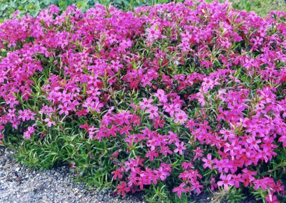 grands phlox