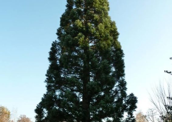 Sequoiadendron giganteum