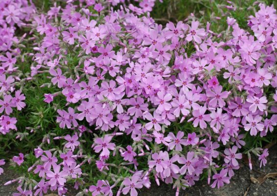 grands phlox