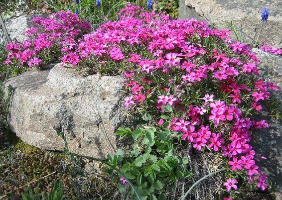 grands phlox
