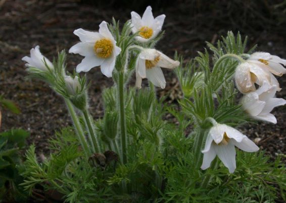 Pulsatilla vulgaris