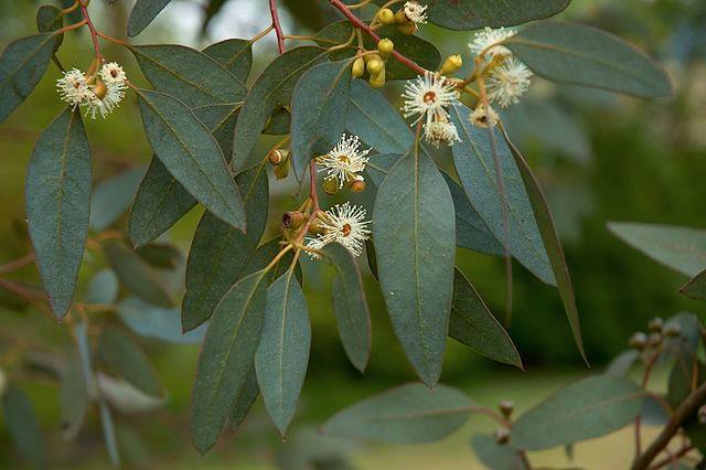 Eucalyptus (feuilles)