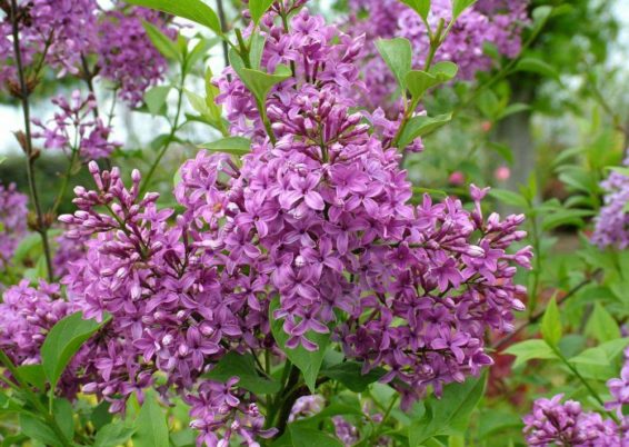 lilas