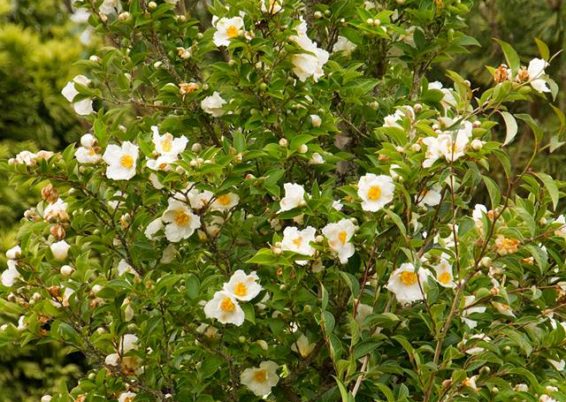 Stewartia pseudocamellia