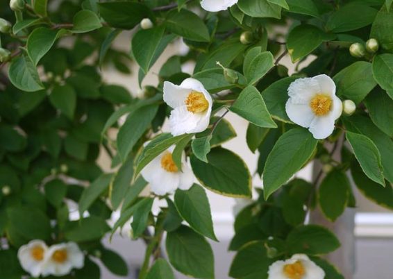 Stewartia pseudocamellia