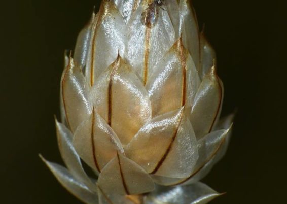 Catananche caerulea