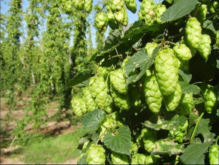 houblon