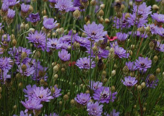 Catananche caerulea