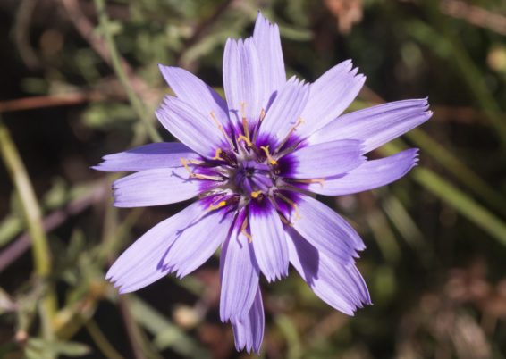 Catananche caerulea