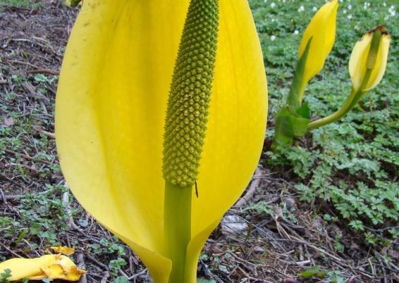 LYsichiton americanus