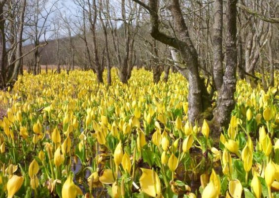 LYsichiton americanus