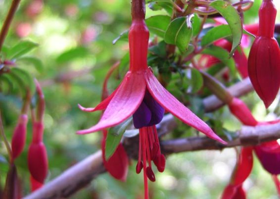 fuchsias