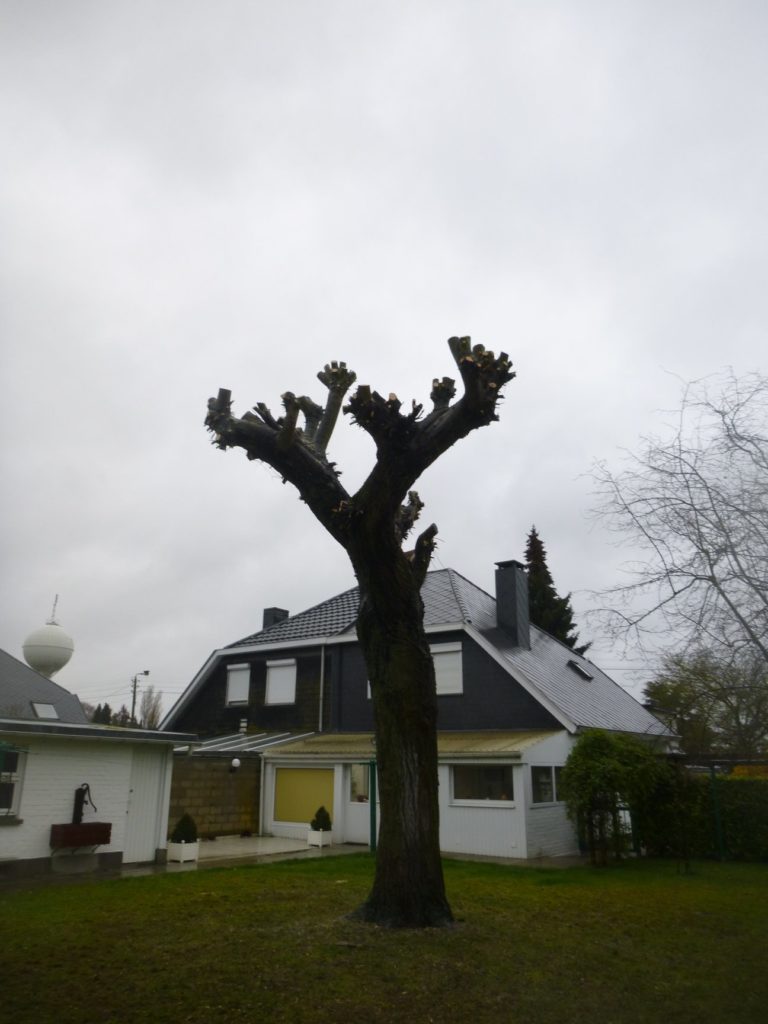 Élagage d'un saule