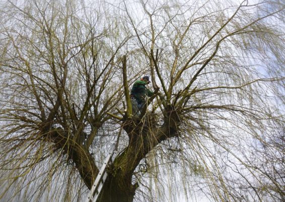 Élagage d'un saule