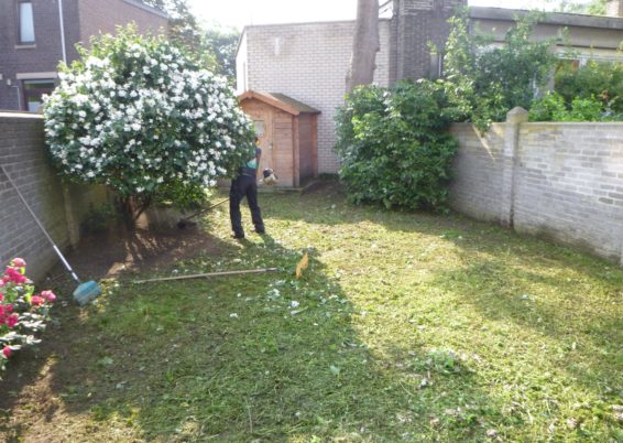 Remplacement du gazon dans un petit jardin