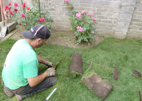 Remplacement du gazon dans un petit jardin