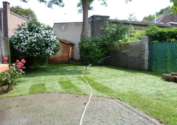 Remplacement du gazon dans un petit jardin