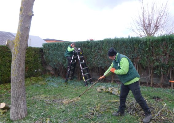 Abbatage Arbre Seraing