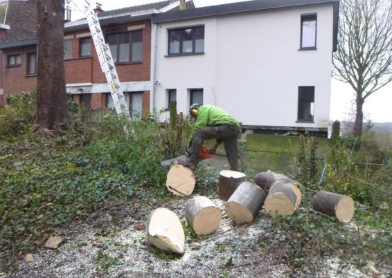 Travaux d’élagage et d'abattage d'arbre