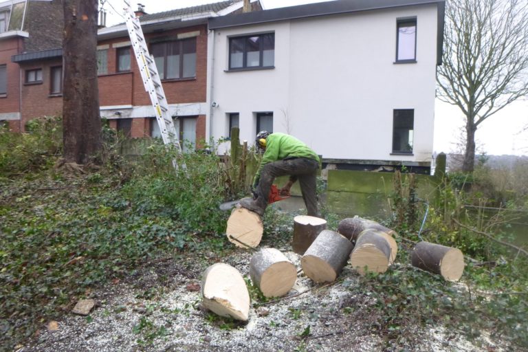 Travaux d’élagage et d'abattage d'arbre